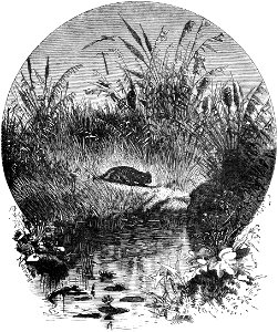 Seven Years in South Africa, page 024, on the banks of the Matebe rivulet