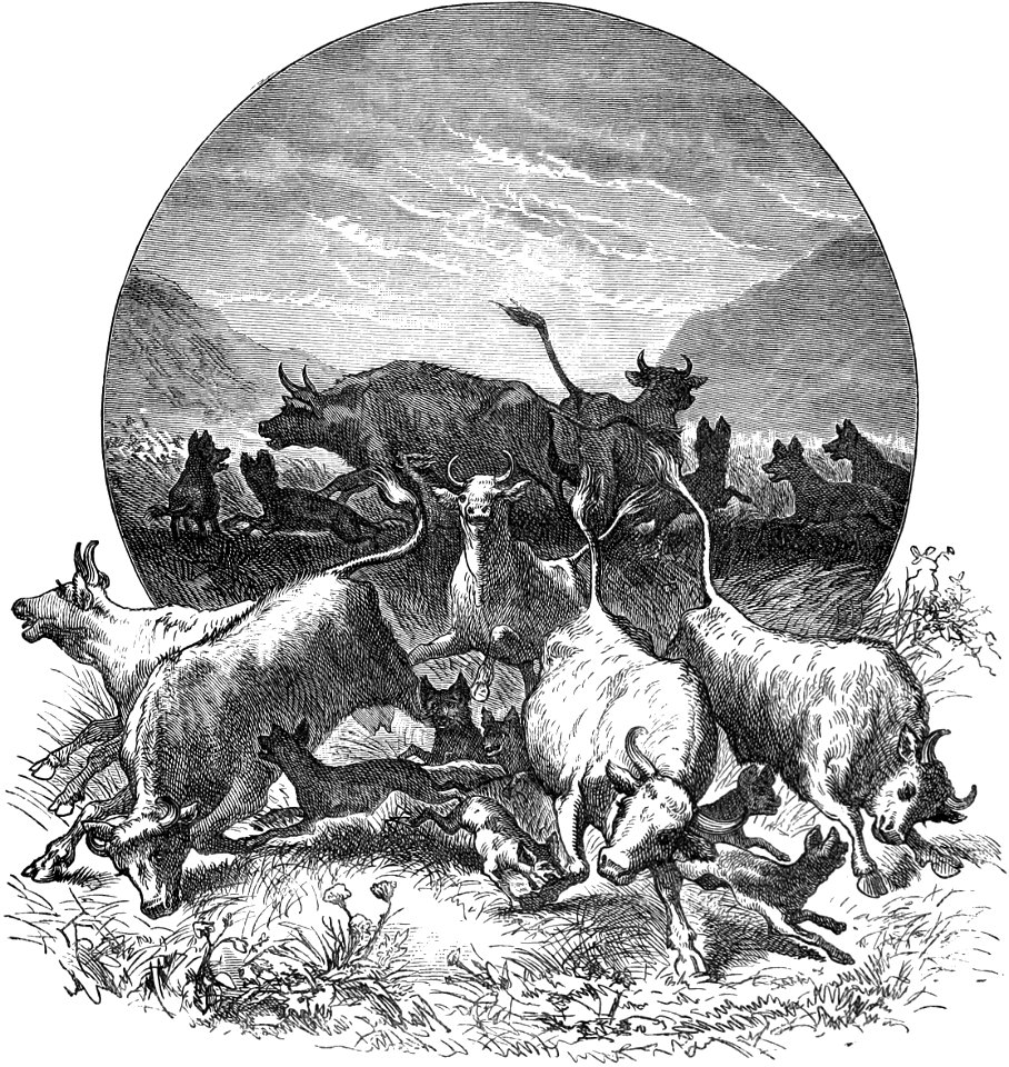 Seven Years in South Africa, page 302, hyaenas among the cattle