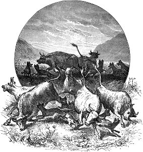 Seven Years in South Africa, page 302, hyaenas among the cattle