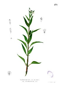 Sesamum indicum Blanco2.273