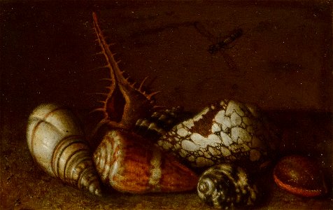Shells on a Table by Balthasar van der Ast Mauritshuis 399. Free illustration for personal and commercial use.