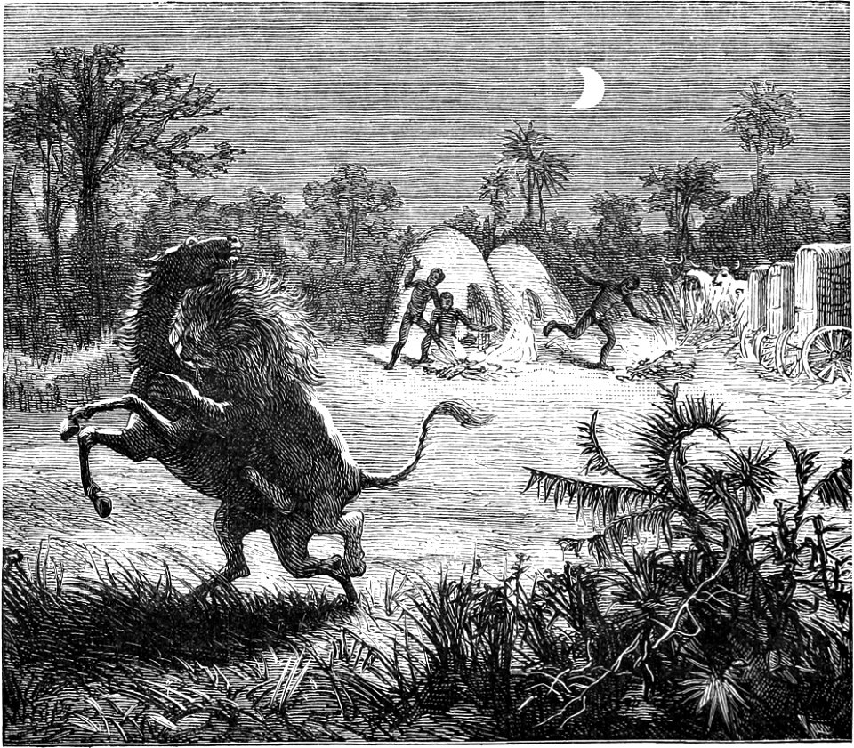 Seven Years in South Africa, page 102, nocturnal attack by lion