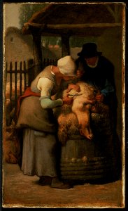 Shearing Sheep, Jean-François Millet