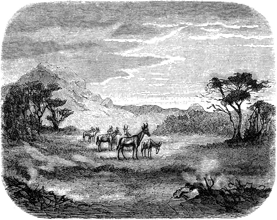 Seven Years in South Africa, page 228, hartebeest