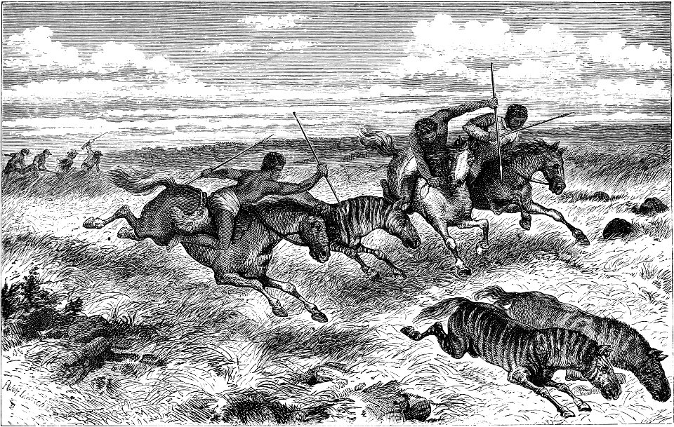 Seven Years in South Africa, page 268, Barolongs chasing zebras