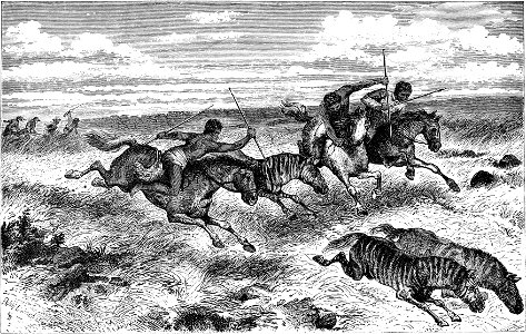 Seven Years in South Africa, page 268, Barolongs chasing zebras