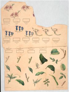 Sheet of flowers and leaves) - on stone by J. Ackerman LCCN2015645694