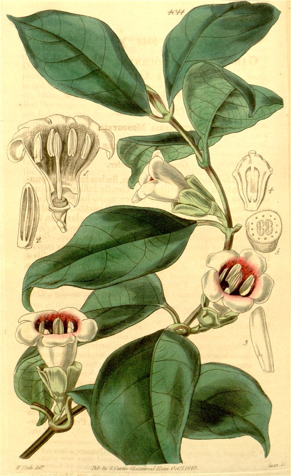 Sherbournia calycina Bot. Mag. 69. 4044. 1942