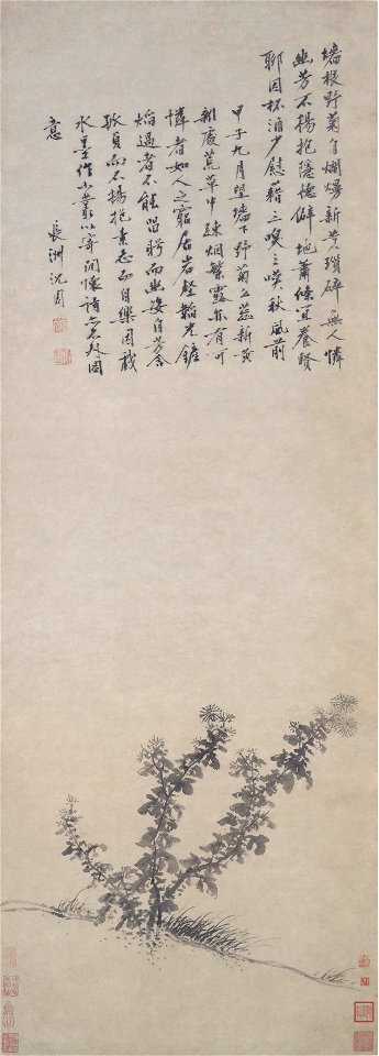 Shen Zhou - Wild Chrysanthemum - 1953.27.18 - Yale University Art Gallery