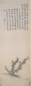 Shen Zhou - Wild Chrysanthemum - 1953.27.18 - Yale University Art Gallery
