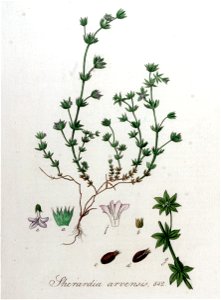 Sherardia arvensis — Flora Batava — Volume v9. Free illustration for personal and commercial use.