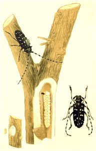 Shiraki 1910 Injurious insects plate19 Anoplophora only