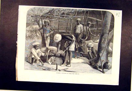 Shoeing a Bullock in India - ILN 1864