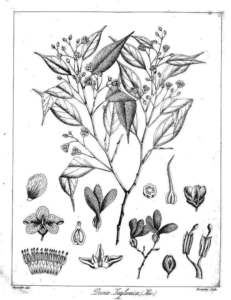 Shorea zeylanica Govindoo