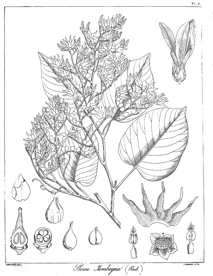 Shorea tumbuggaia Govindoo