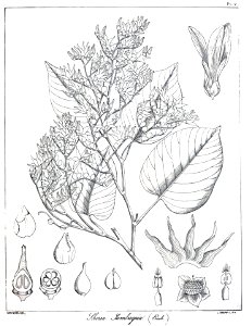 Shorea tumbuggaia Govindoo