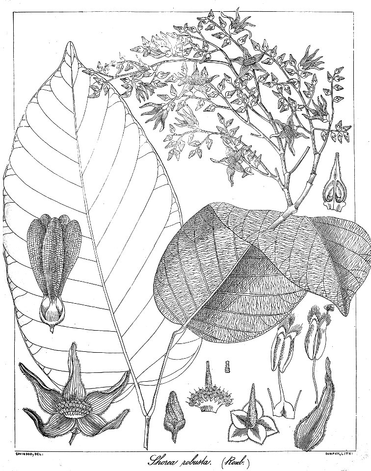 Shorea robusta Govindoo