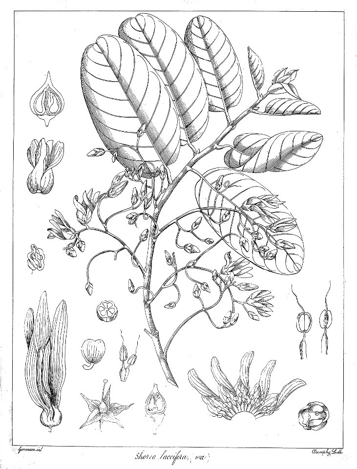 Shorea laccifera Govindoo