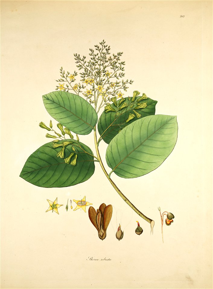 Shorea robusta Roxburgh 1819