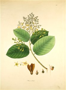 Shorea robusta Roxburgh 1819