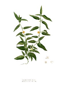 Sida acuta Blanco clean