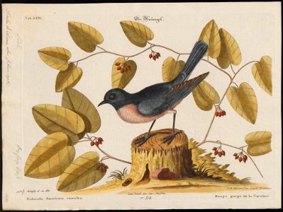 Sialia wilsonii - 1700-1880 - Print - Iconographia Zoologica - Special Collections University of Amsterdam - UBA01 IZ16200376