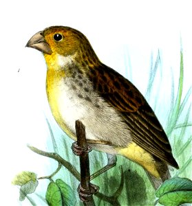 Sicalis raimondii Smit