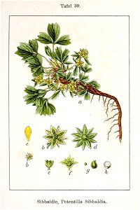 Sibbaldia procumbens Sturm8