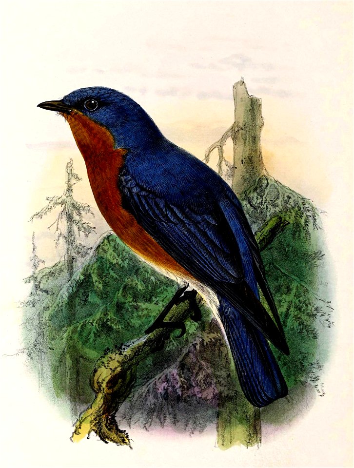 Sialia sialis 1876