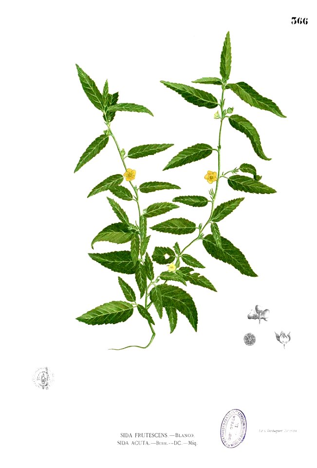 Sida acuta Blanco2.366
