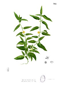 Sida acuta Blanco2.366