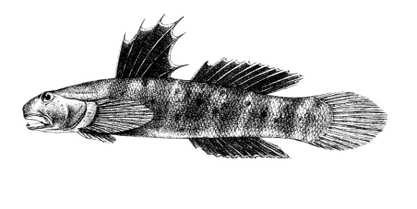 Sicydium fasciatum Ford 64