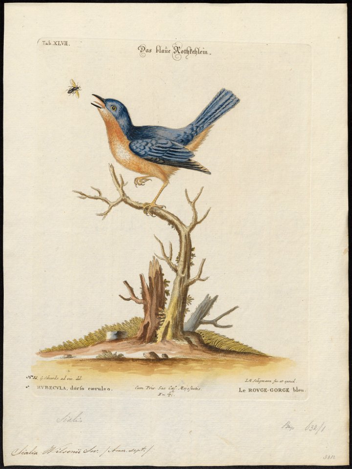 Sialia wilsonii - 1700-1880 - Print - Iconographia Zoologica - Special Collections University of Amsterdam - UBA01 IZ16200378