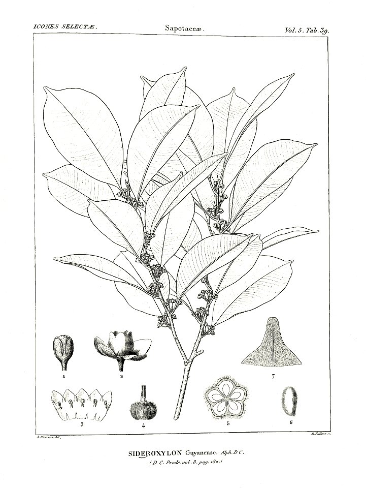 Sideroxylon guyanense Icones selectae plantarum 5 pl. 39