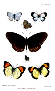 SiameseLepidopteraButler