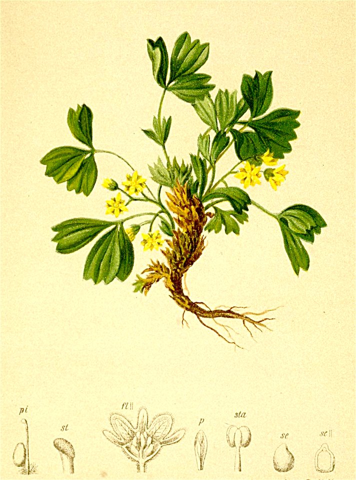 Sibbaldia procumbens Atlas Alpenflora