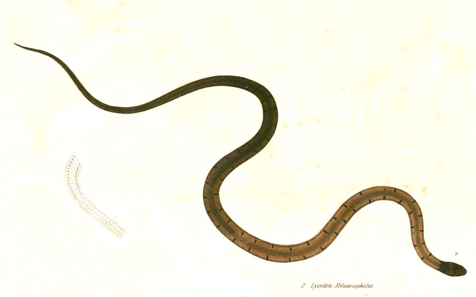 Sibynophis melanocephalus Hardwicke