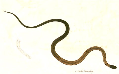Sibynophis melanocephalus Hardwicke