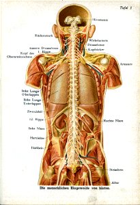 Siebert 03