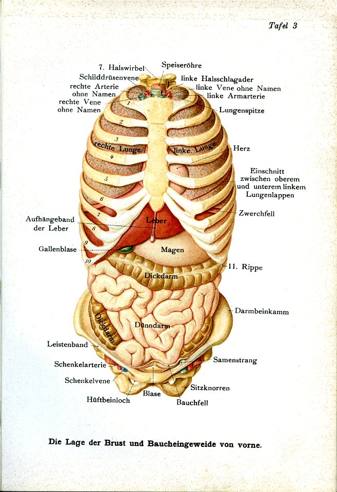 Siebert 04