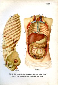 Siebert 06