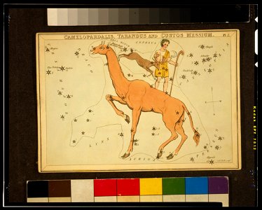 Sidney Hall - Urania's Mirror - Camelopardalis, Tarandus and Custos Messium - Original