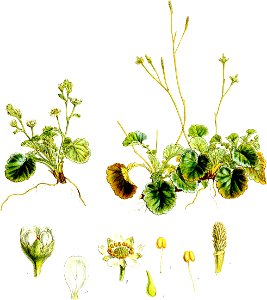 Sieversia albiflora-Botany of Antarctica-PL007-0019