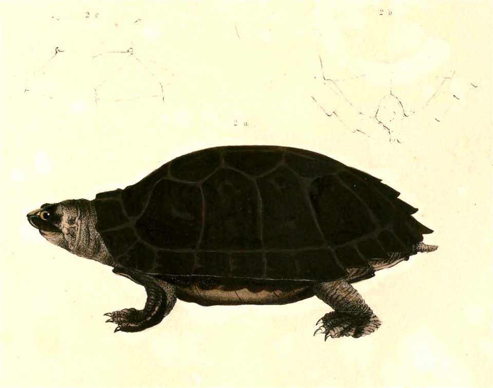 Siebenrockiella crassicollis Hardwicke