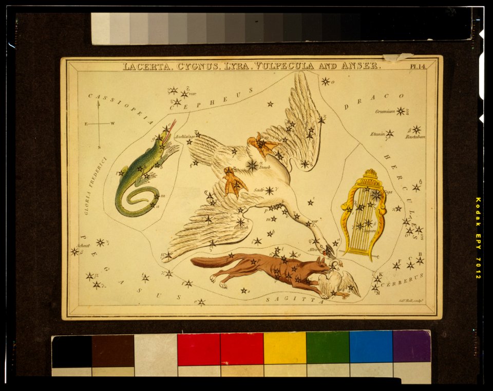 Sidney Hall - Urania's Mirror - Lacerta, Cygnus, Lyra, Vulpecula and Anser - original