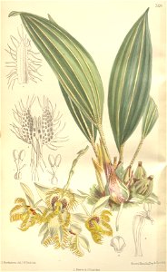 Sievekingia reichenbachiana - Curtis' 124 (Ser. 3 no. 54) pl 7576 (1898)