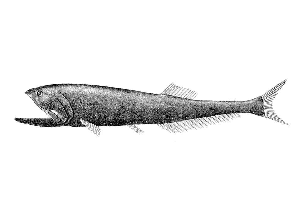 Sigmops bathyphilus1