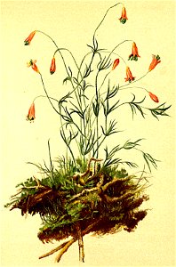 Silene saxifraga Atlas Alpenflora