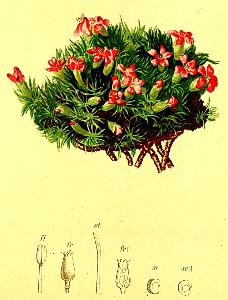Silene acaulis Atlas Alpenflora