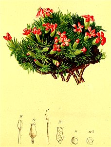 Silene acaulis Atlas Alpenflora